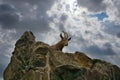 Ibex lying on a rock in nature. Big horn in the mammal. An ungulate from the mountains Royalty Free Stock Photo