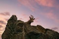 Ibex lying on a rock in nature. Big horn in the mammal. An ungulate from the mountains Royalty Free Stock Photo