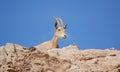 Ibex in the Negev desert in Mitzpe Ramon on the rim of the crater Machtesh Ramon, wildlife in Israe Royalty Free Stock Photo