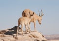 Ibex in the Negev desert in Mitzpe Ramon on the rim of the crater Machtesh Ramon, wildlife in Israe Royalty Free Stock Photo