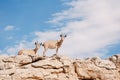 Ibex in the Negev desert in Mitzpe Ramon on the rim of the crater Machtesh Ramon, wildlife in Israe Royalty Free Stock Photo