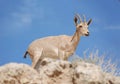 Ibex in the Negev desert in Mitzpe Ramon on the rim of the crater Machtesh Ramon, wildlife in Israe Royalty Free Stock Photo