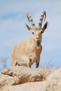 Ibex in the Negev desert in Mitzpe Ramon on the rim of the crater Machtesh Ramon, wildlife in Israe