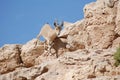 Ibex in the Negev desert in Mitzpe Ramon on the rim of the crater Machtesh Ramon, wildlife in Israe Royalty Free Stock Photo