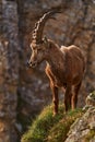 Ibex from Niederhorn, Switzerland. Ibex, Capra ibex, horned alpine animal with rocks in background, animal in the stone nature