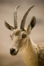 Ibex portrait Royalty Free Stock Photo