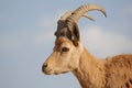 Ibex portrait, Mitzpe Ramon at the crater Machtesh Ramon, Israel, wildlife