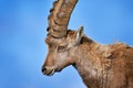 Ibex portrait. Switzerland wildlife. Ibex, Capra ibex, horned alpine animal, close-up detail portrait, animal in the stone nature