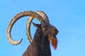 Head of a siberian ibex ram with curved horns in the sun in front of the blue sky