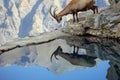ibex reflected in a mountain pool on a cliff ledge