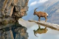 ibex reflected in a mountain pool on a cliff ledge