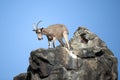 Ibex on a rock