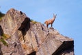 Ibex on a rock in Gran Paradiso national park fauna wildlife, Italy Alps mountains Royalty Free Stock Photo
