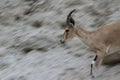 Ibex running fast on a cliff in Ein Gedi, Israel Royalty Free Stock Photo