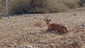 Ibex in Sde Boker, Israel