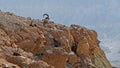 Ibex in Sde Boker, Israel