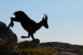 Ibex in silhouette jumps among the stones
