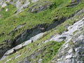 Free ibex in the French Alps Royalty Free Stock Photo