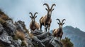 Ibex Family Navigating Steep Rocky Cliffs