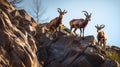 Ibex Family Navigating Steep Rocky Cliffs