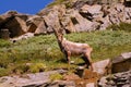 Ibex on the stone in Gran Paradiso national park fauna wildlife, Italy Alps mountains Royalty Free Stock Photo