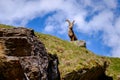 Ibex on the stone in Gran Paradiso national park fauna wildlife, Italy Alps mountains Royalty Free Stock Photo