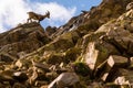 Ibex on the stone in Gran Paradiso national park fauna wildlife, Italy Alps mountains Royalty Free Stock Photo