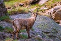 Ibex on the stone in Gran Paradiso national park fauna wildlife, Italy Alps mountains Royalty Free Stock Photo
