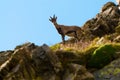 Young ibex on a rock in Gran Paradiso national park fauna wildlife, Italy Alps mountains Royalty Free Stock Photo