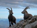 Ibex at summit Royalty Free Stock Photo