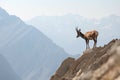 ibex surveying its territory from high cliff, with distant mountains in the background