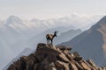 ibex surveying its territory from high cliff, with distant mountains in the background