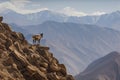 ibex surveying its territory from high cliff, with distant mountains in the background