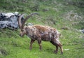 Ibex in the Swiss Alps