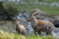 Ibex in the Swiss Alps