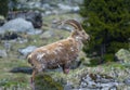 Ibex in the Swiss Alps