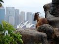 Ibex on Sydney skyline