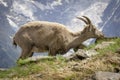 Ibex in the wild. Alps. France. Royalty Free Stock Photo