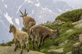 Ibex in the wild. Alps. France. Royalty Free Stock Photo