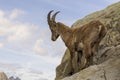 Ibex in the wild. Alps. France. Royalty Free Stock Photo