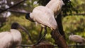 a black-headed ibis bird cleaning its feathers, also standing on a tree trunk at the zoo along with other birds Royalty Free Stock Photo