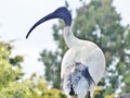 Ibis bird Royalty Free Stock Photo