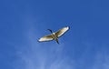 ibis bird flying clear blue sky