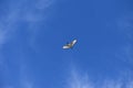 Ibis bird flying clear blue sky