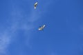 Ibis bird flying clear blue sky