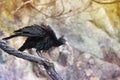 Ibis Bird - Geronticus Eremita on Branch
