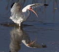 Ibis bird landing on water