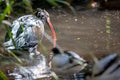 Ibis bird in the swamp drinking water Royalty Free Stock Photo