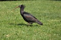 Ibis bird in urban park