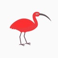 Ibis bird on the white background. Royalty Free Stock Photo